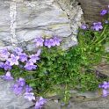 Campanula portenschlagiana